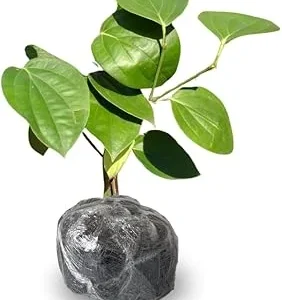 Black Pepper Live Plant, 4-6 Inches Tall, Piper Nigrum Tree, Herb Plant - Image 5