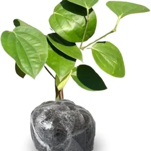 Black Pepper Live Plant, 4-6 Inches Tall, Piper Nigrum Tree, Herb Plant - Image 1