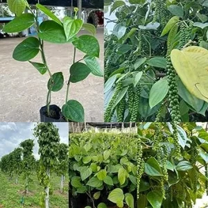 Black Pepper Live Plant, Piper Nigrum, 5-8 Inches Tall, Full Sun - Image 5