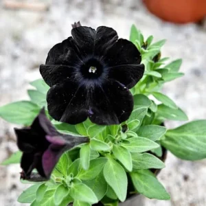 Black Petunia Live Plants Set of 2, 4 Inch Pot Annual Flower for Outdoor Garden - Image 4