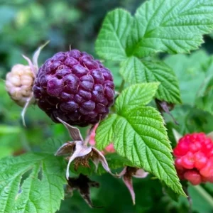 Black Raspberry Live Plant – 6-12 Inch Tall Sweet Raspberry Bush – Zones 3-8 - Image 4