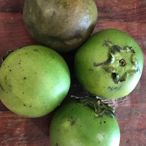 Black Sapote (Diospyros Nigra) Chocolate Pudding Fruit Tree Seedling - 4-7