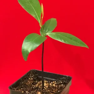 Black Sapote (Diospyros Nigra) Chocolate Pudding Fruit Tree Seedling - 4-7