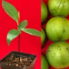 Black Sapote (Diospyros Nigra) Chocolate Pudding Fruit Tree Seedling - 4-7" Live Plant in 2.5" Pot - Image 1