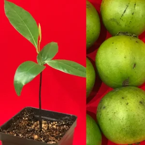 Black Sapote (Diospyros Nigra) Chocolate Pudding Fruit Tree Seedling - 4-7