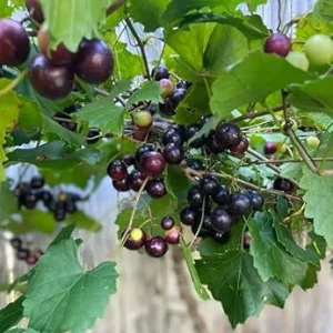 Black Southland Muscadine Vine Plant - 2 Year Old Sweet Grape Vine, 15 Ft Mature Height, Outdoor - Image 6