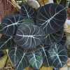 Black Velvet Alocasia Live Plant – 4-7 Inch Tall Indoor/Outdoor Houseplant - Image 1