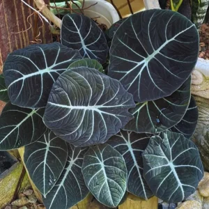 Black Velvet Alocasia Live Plant – 4-7 Inch Tall Indoor/Outdoor Houseplant - Image 1