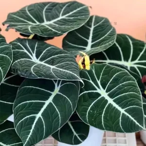 Black Velvet Alocasia Live Plant – 4-7 Inch Tall Indoor/Outdoor Houseplant - Image 2