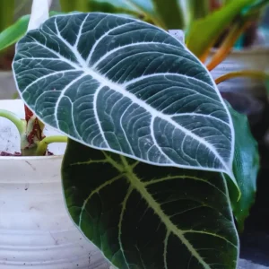 Black Velvet Alocasia Live Plant – 4-7 Inch Tall Indoor/Outdoor Houseplant - Image 3