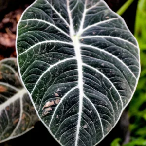 Black Velvet Alocasia Live Plant – 4-7 Inch Tall Indoor/Outdoor Houseplant - Image 6