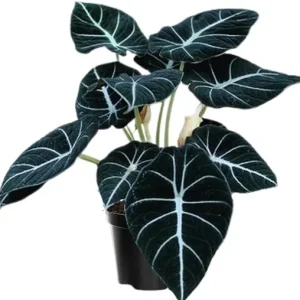 Black Velvet Alocasia Live Plant Houseplant – 4 to 7 Inc Tall – Indoor Foliage - Image 7