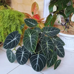 Black Velvet Alocasia Live Plant – Indoor Houseplant – 4 to 7 Inches Tall - Image 2