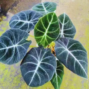 Black Velvet Alocasia Live Plant – Indoor Houseplant – 4 to 7 Inches Tall - Image 4