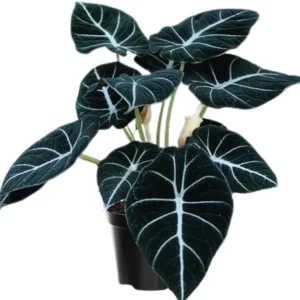 Black Velvet Alocasia Live Plant – Indoor Houseplant – 4 to 7 Inches Tall - Image 1
