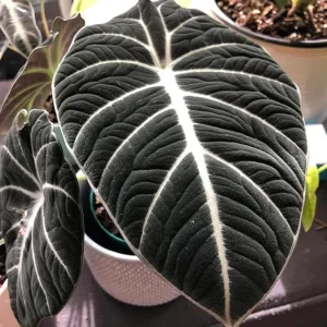 Black Velvet Alocasia Live Plant - Rare Indoor Houseplant, 6 Inches Tall, No Pot - Image 2