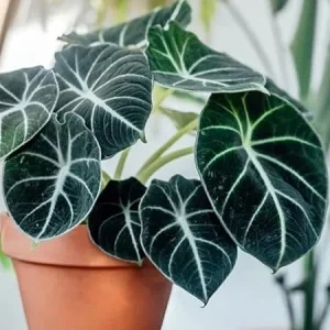 Black Velvet Alocasia Live Plant - Rare Indoor Houseplant, 5-9 Inches Tall - Image 4
