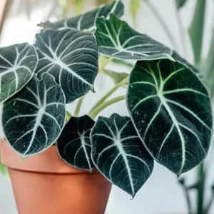 Black Velvet Alocasia Live Plant - Rare Indoor Houseplant, 5-9 Inches Tall - Image 6