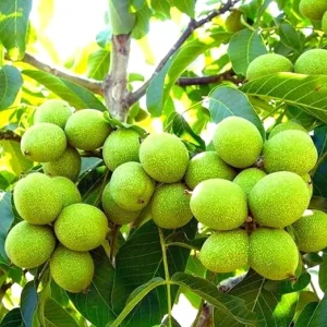 Black Walnut Tree Live Plant, 1 Year Old, 4