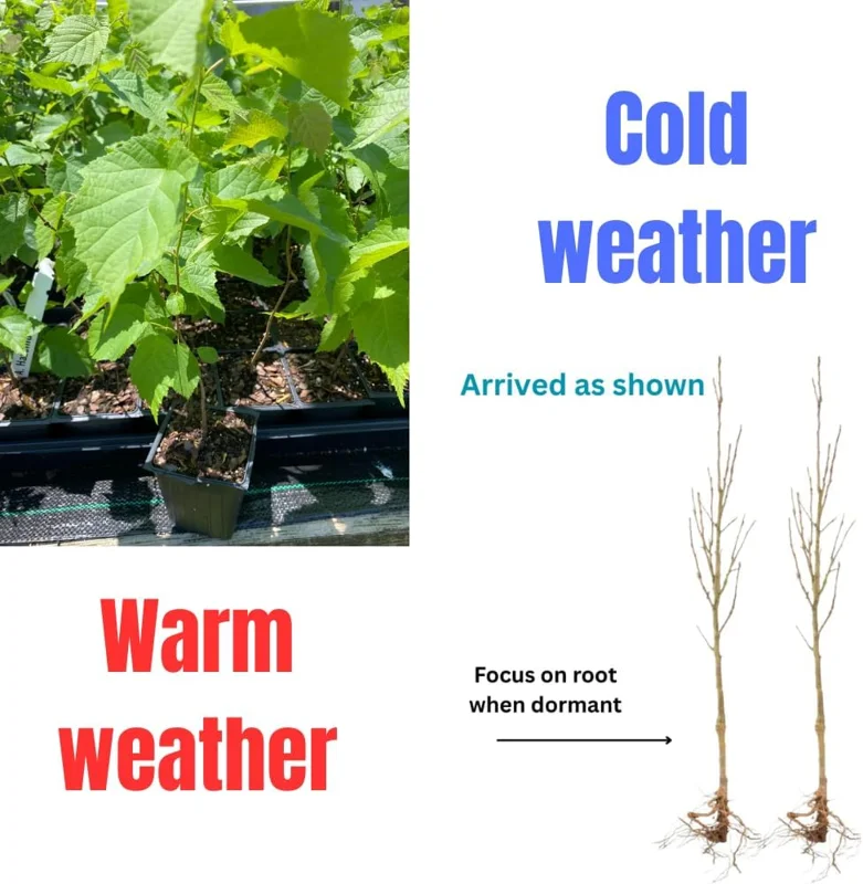 Black Walnut Tree Live Plant in 4 inch Pot - Cold Hardy, Dormant, 6-12 inches Tall - Image 2