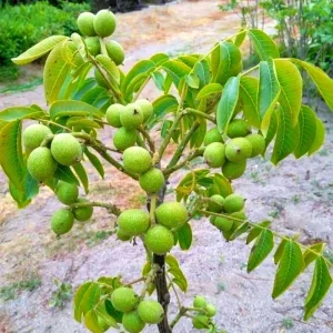 Black Walnut Tree Live Plant in 4 inch Pot - Cold Hardy, Dormant, 6-12 inches Tall - Image 4