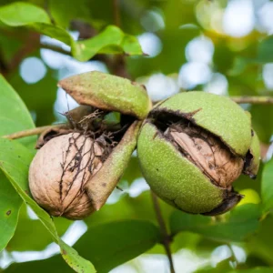 Black Walnut Tree Live Plant in 4 inch Pot - Cold Hardy, Dormant, 6-12 inches Tall - Image 6