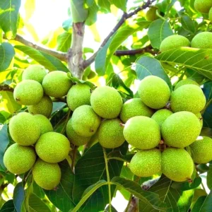 Black Walnut Tree Live Plant in 4 inch Pot - Cold Hardy, Dormant, 6-12 inches Tall - Image 1