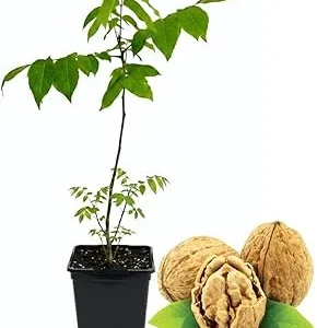 Black Walnut Tree Live Plant in 4