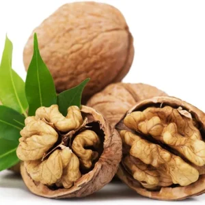 Black Walnut Tree Live Plant in 4