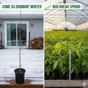 Black Walnut Tree Live Plant in 4