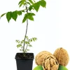 Black Walnut Tree Live Plant in 4" Pot – Hardy Outdoor Walnut Plant - Image 1