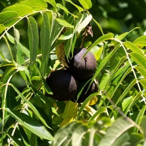 Black Walnut Tree Live Plant in 4