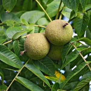 Black Walnut Tree Live Plant in 4