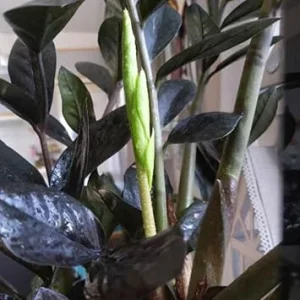 Black ZZ Plant Live Houseplant – Set of 2 – 4-6 Inch Tall – Indoor - Image 2