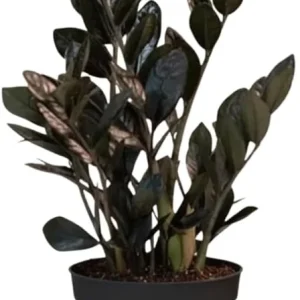 Black ZZ Plant Live Plant - Zamioculcas zamiifolia - 3 Inch Pot - Indoor Tropical - Image 6