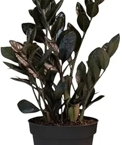 Black ZZ Plant Live Plant - Zamioculcas zamiifolia - 3 Inch Pot - Indoor Tropical - Image 1