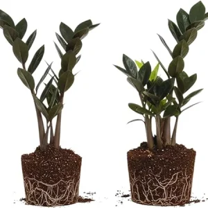 Black ZZ Plant Live Plants - Set of 2, 4-6 Inches Tall, Indoor Houseplant - Image 1