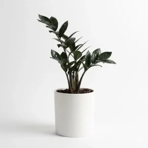 Black ZZ Plant Live – Rare Tropical Indoor Houseplant – 3 Inch Pot - Image 6