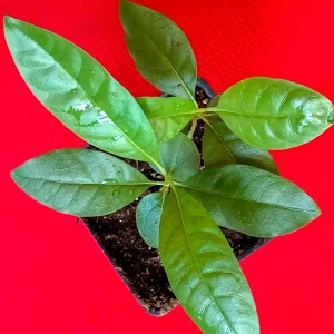 Blackberry Jam Fruit Randia Formosa Live Plant, Tropical Tree, 1-3 inches tall, 2.5'' Pot - Image 10