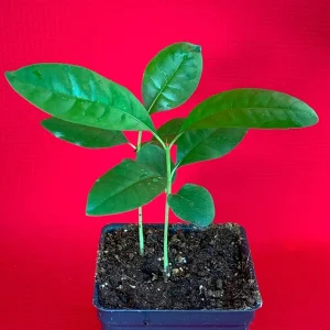 Blackberry Jam Fruit Randia Formosa Live Plant, Tropical Tree, 1-3 inches tall, 2.5'' Pot - Image 2