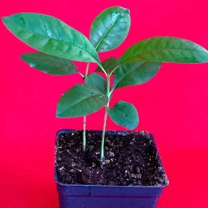 Blackberry Jam Fruit Randia Formosa Live Plant, Tropical Tree, 1-3 inches tall, 2.5'' Pot - Image 4