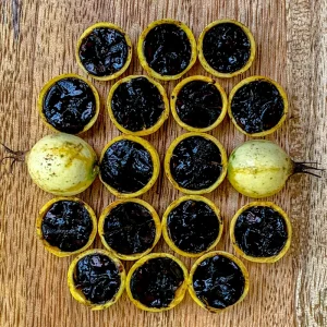 Blackberry Jam Fruit Randia Formosa Live Plant, Tropical Tree, 1-3 inches tall, 2.5'' Pot - Image 5