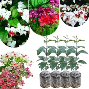 Bleeding Heart Live Plants - 4-6 Inch Tall, Red & White Blooms, Perennial Shade - Image 6