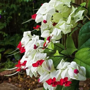 Bleeding Heart Vine Live Plant 5-8 Inch Tall - Glory Plant Perennial - Image 1