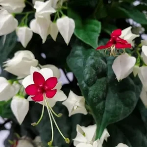 Bleeding Heart Vine Live Plant - Red & White Clerodendrum - Perennial - Image 3