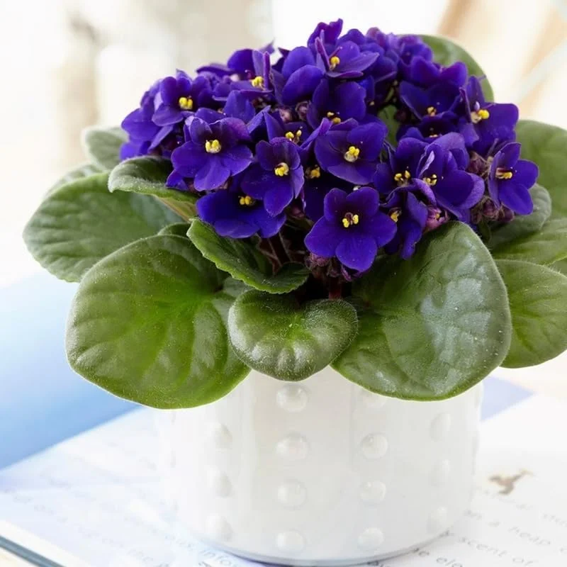 Blue African Violet Live Plant - Blooming Indoor Houseplant in 4” Pot - Image 2
