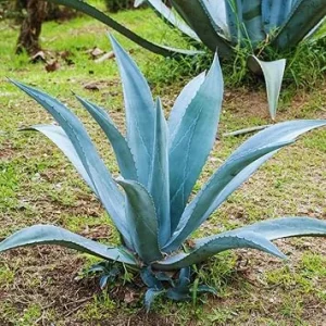 Blue Agave Live Plant – 1.5-2 Ft Tall Succulent – 3 Gallon Pot – Outdoor - Image 4