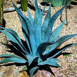 Blue Agave Live Plant - Hardy Succulent, 1.5-2 Ft Tall in 3 Gallon Pot - Image 2
