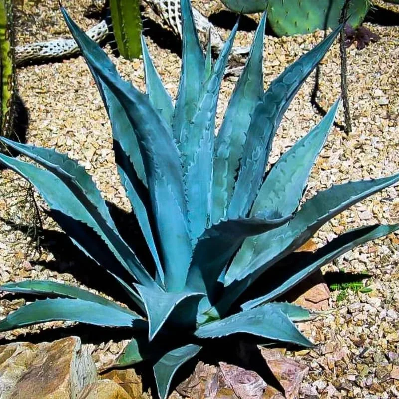 Blue Agave Live Plant - Hardy Succulent, 1.5-2 Ft Tall in 3 Gallon Pot - Image 2