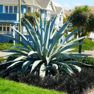 Blue Agave Live Plant - Hardy Succulent, 1.5-2 Ft Tall in 3 Gallon Pot - Image 4